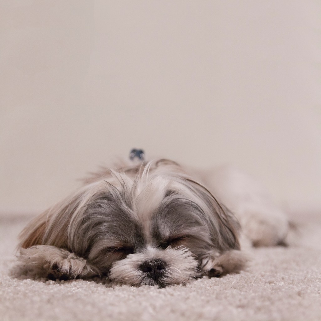 kamin hund