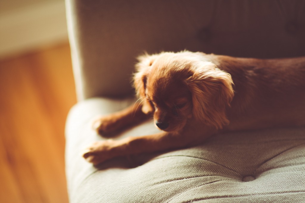 kamin hund