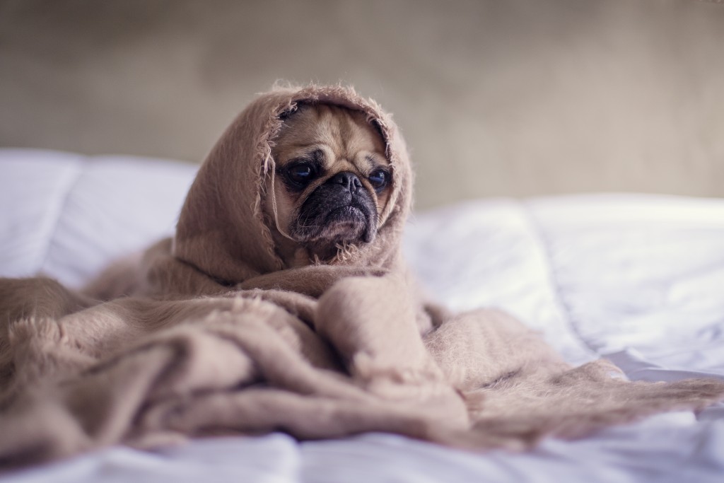 kamin hund
